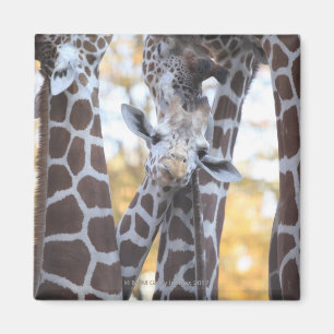 Giraffes at Tama Zoo, Tama Zoo, Tokyo Magnet