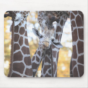 Giraffes at Tama Zoo, Tama Zoo, Tokyo Mouse Pad