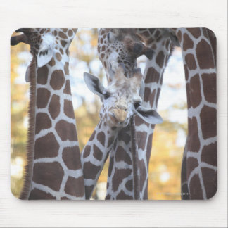 Giraffes at Tama Zoo, Tama Zoo, Tokyo Mouse Pad