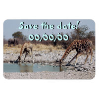 Giraffes at the Watering Hole
