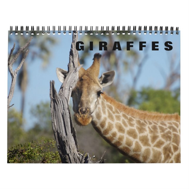 GIRAFFES  CALENDAR (Cover)