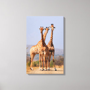 Giraffes Canvas Print
