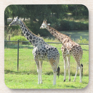Giraffes Coaster