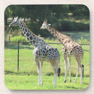 Giraffes Coaster