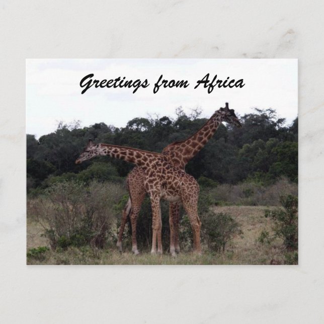 giraffes cross greetings postcard (Front)