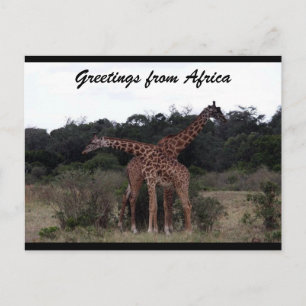 giraffes cross love postcard