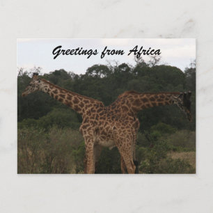 giraffes crossed africa postcard