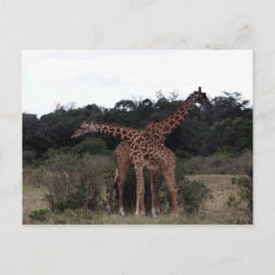 giraffes crossed necks postcard
