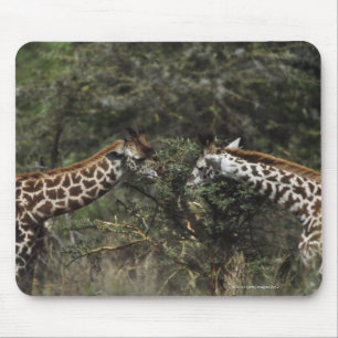 Giraffes Feeding On Acacia Branch, Africa Mouse Pad