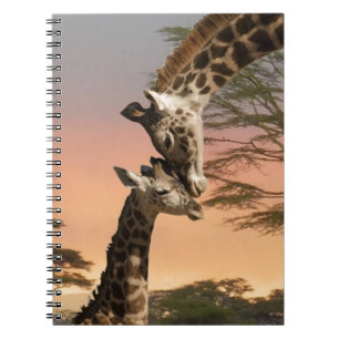 Giraffes Greeting Each Other Notebook