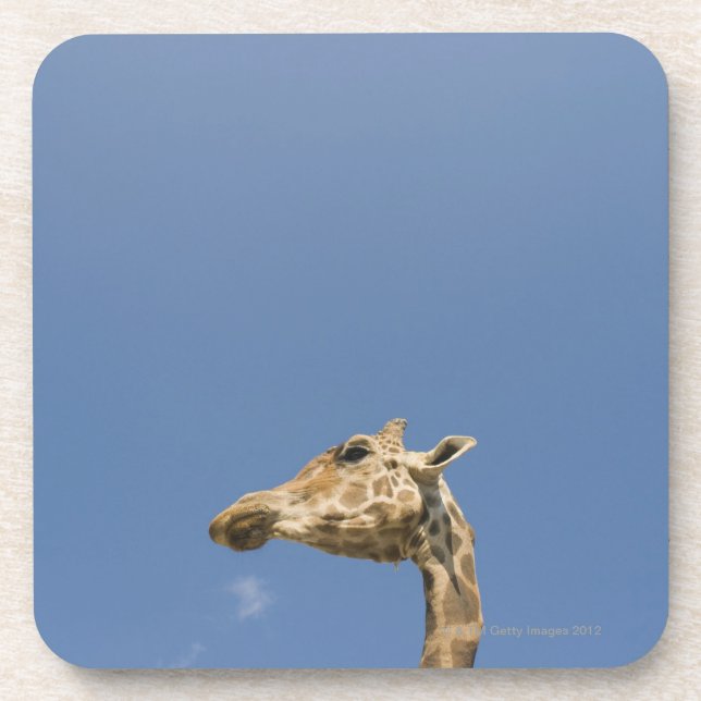 Giraffe's head coaster (Front)