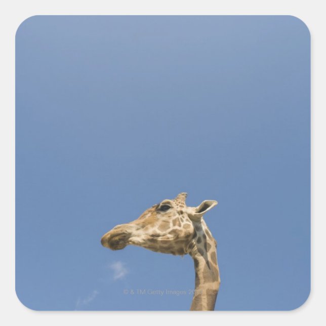 Giraffe's head square sticker (Front)