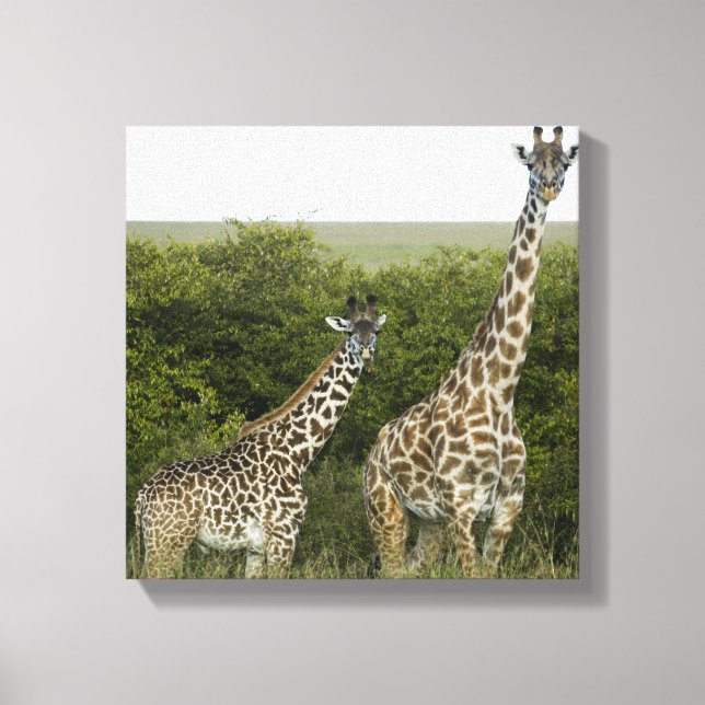 Giraffes in Kenya, Africa Canvas Print (Front)