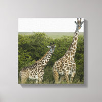 Giraffes in Kenya, Africa