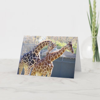 Giraffes in Love Card