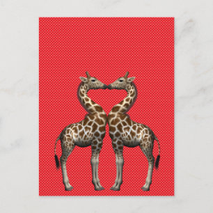 Giraffes In Love Postcard