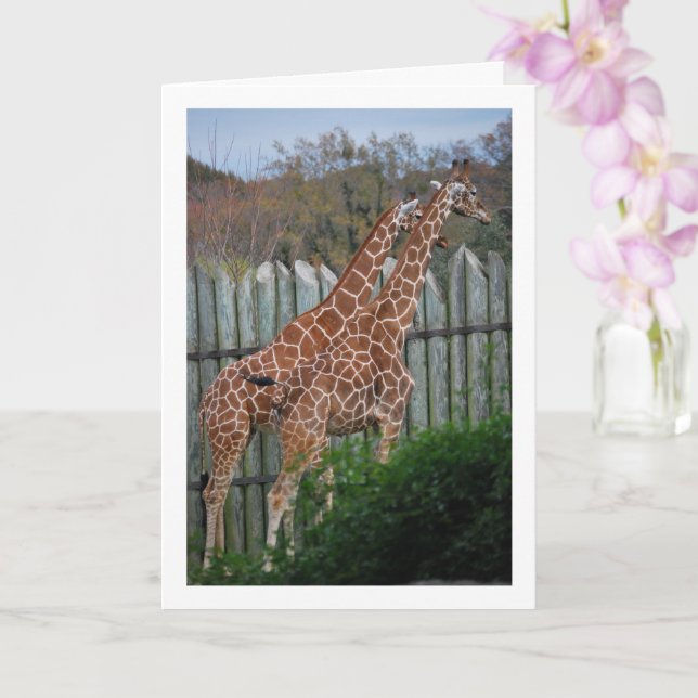 Giraffes in Park Card (Orchid)