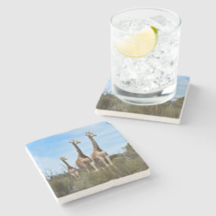 Giraffes in Sunlit Terrain Stone Coaster