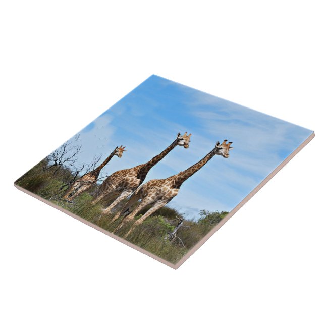 Giraffes in Warm Open Plains Tile (Side)