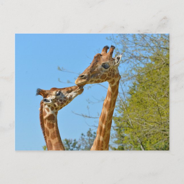 Giraffes kissing each other postcard (Front)