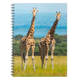 Giraffes on the Savanna, Uganda Notebook
