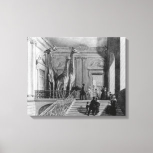 Giraffes on the staircase in the British Canvas Print