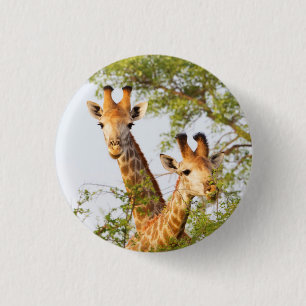 Giraffes Peeking Above Vegetation 1 Inch Round Button