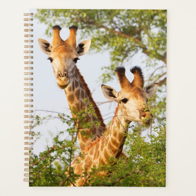 Giraffes Peeking Above Vegetation Planner (Front)