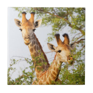 Giraffes Peeking Above Vegetation Tile