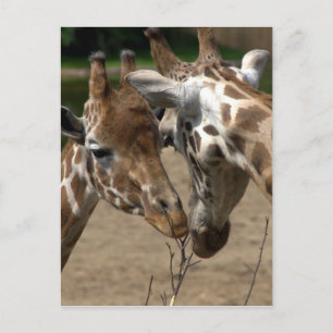Giraffes Postcard