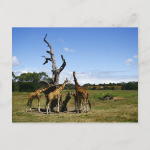 Giraffes Postcard