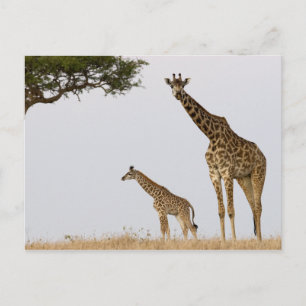 Giraffes Postcard