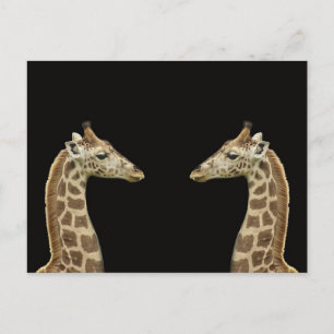 Giraffes Postcard