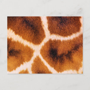 GIRAFFES POSTCARD