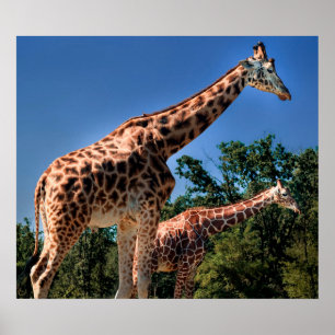 Giraffes Poster