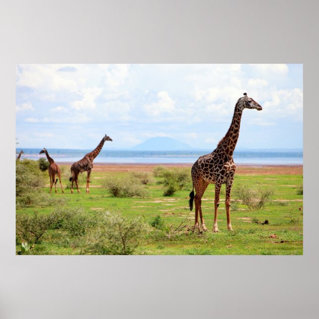Giraffes Poster (Front)