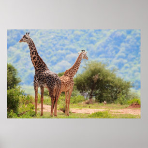 Giraffes Poster