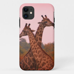 Giraffes standing in mopani trees with pink sky iPhone 11 case