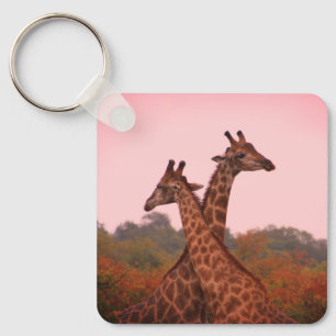Giraffes standing in mopani trees with pink sky keychain