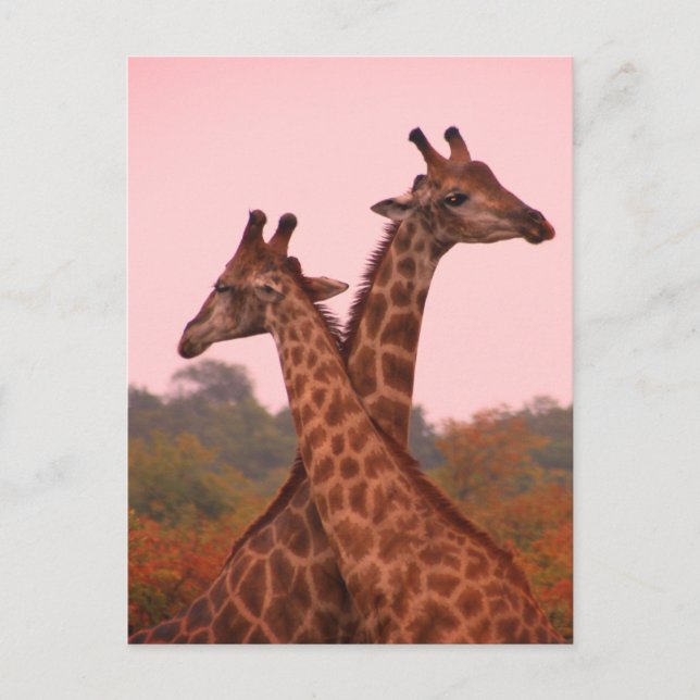 Giraffes standing in mopani trees with pink sky postcard (Front)
