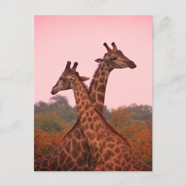 Giraffes standing in mopani trees with pink sky postcard (Front)