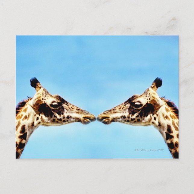 Giraffes touching noses postcard (Front)