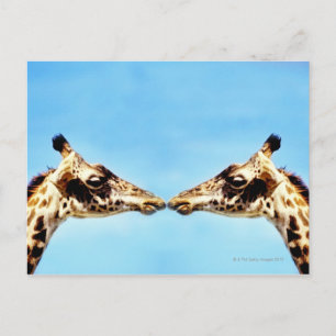 Giraffes touching noses postcard