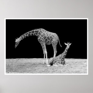 giraffes under african skies at night black white poster