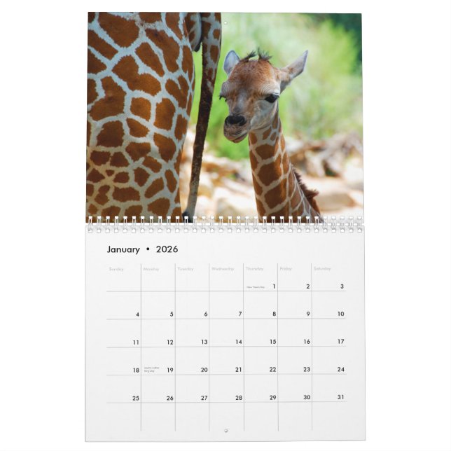Giraffes Wall Calendar (Jan 2026)