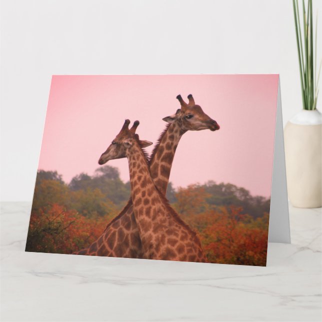 Giraffes with a pink sky  card (Front)
