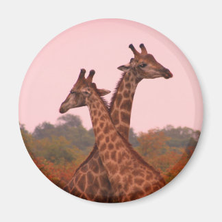Giraffes with a pink sky magnet