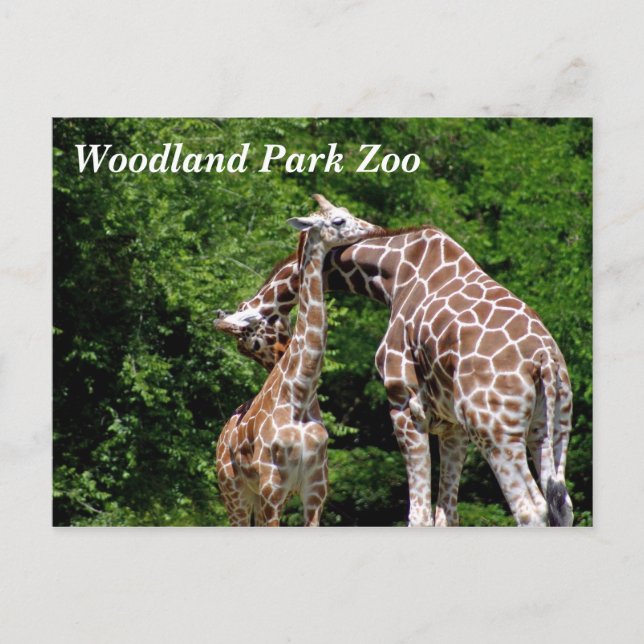 Giraffes @ Woodland Park Zoo Postcards (Front)