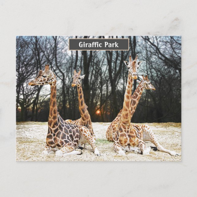 Giraffic Park Fun Photo -  Four Giraffe's Sitting  Holiday Postcard (Front)
