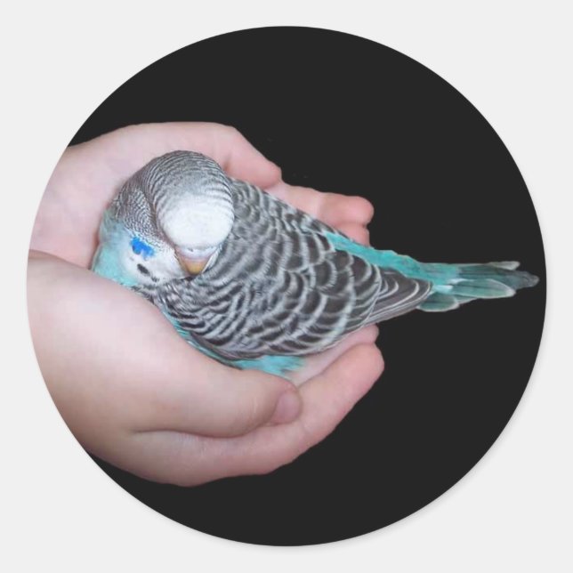 Girl holding baby budgie sticker (Front)